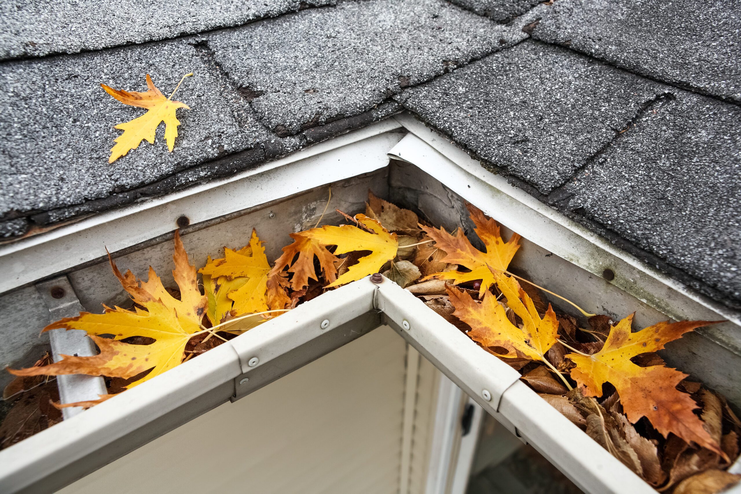 Autumn,Leaves,In,A,Rain,Gutter,On,A,Roof