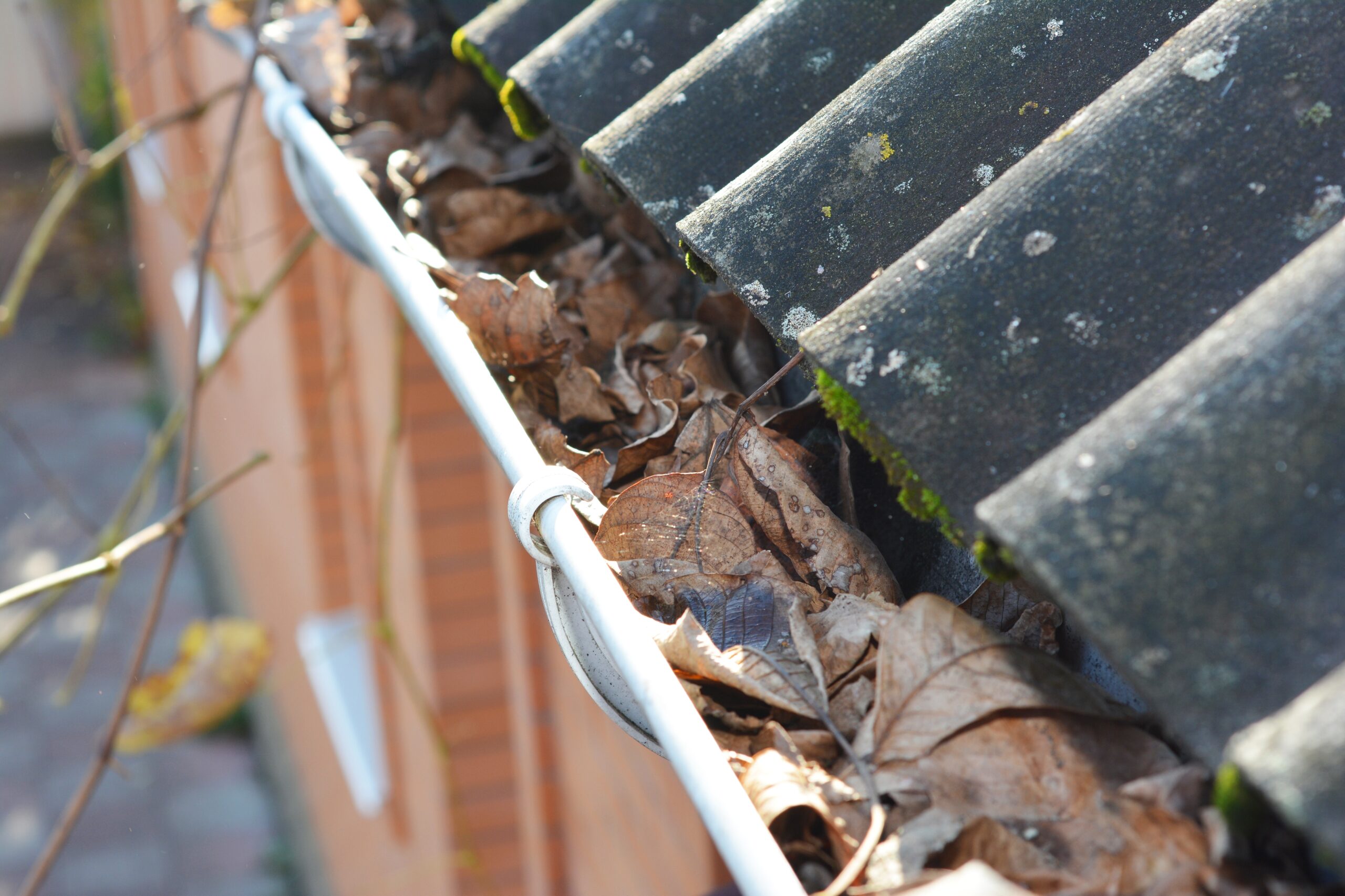 Clogged,Rain,Gutter,Pipeline,With,Fallen,Leaves.,Roof,Gutter,Cleaning