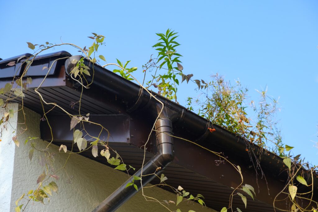 Blocked,Downspout.,Plants,Is,Growing,In,Metal,Gutters,Clogged,With